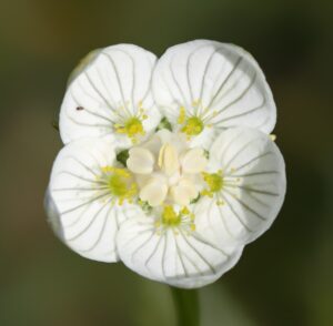 Parnassia palustris