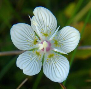 Parnassia