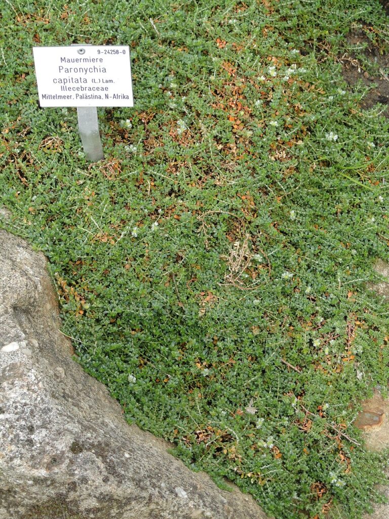 Paronychia capitata