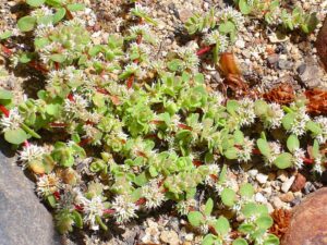 Paronychia echinulata