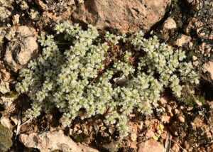 Paronychia kapela subsp. baetica