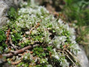 Paronychia polygonifolia
