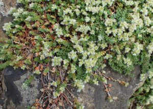 Paronychia rechingeri