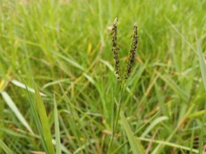Paspalum distichum