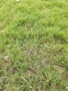 Paspalum vaginatum