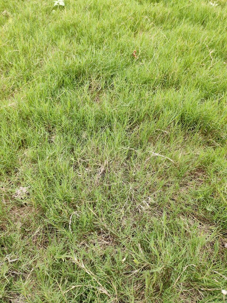 Paspalum vaginatum