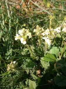 Pedicularis ascendens