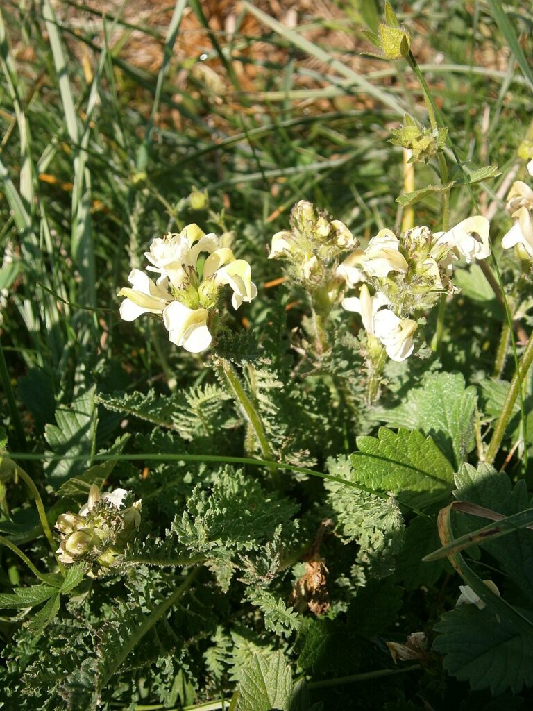 Pedicularis ascendens