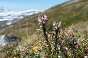 Pedicularis hirsuta