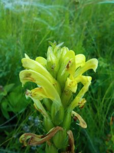 Pedicularis kaufmannii