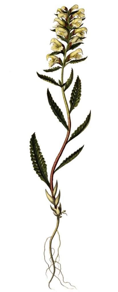 Pedicularis lapponica