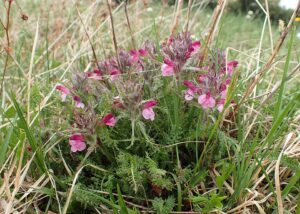 Pedicularis orthantha