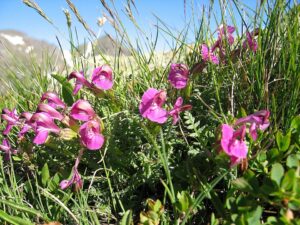Pedicularis portenschlagii