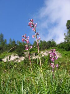 Pedicularis rostratospicata