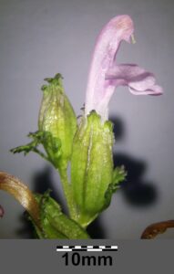 Pedicularis sylvatica subsp. sylvatica