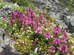 Pedicularis verticillata
