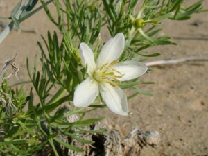 Peganum harmala