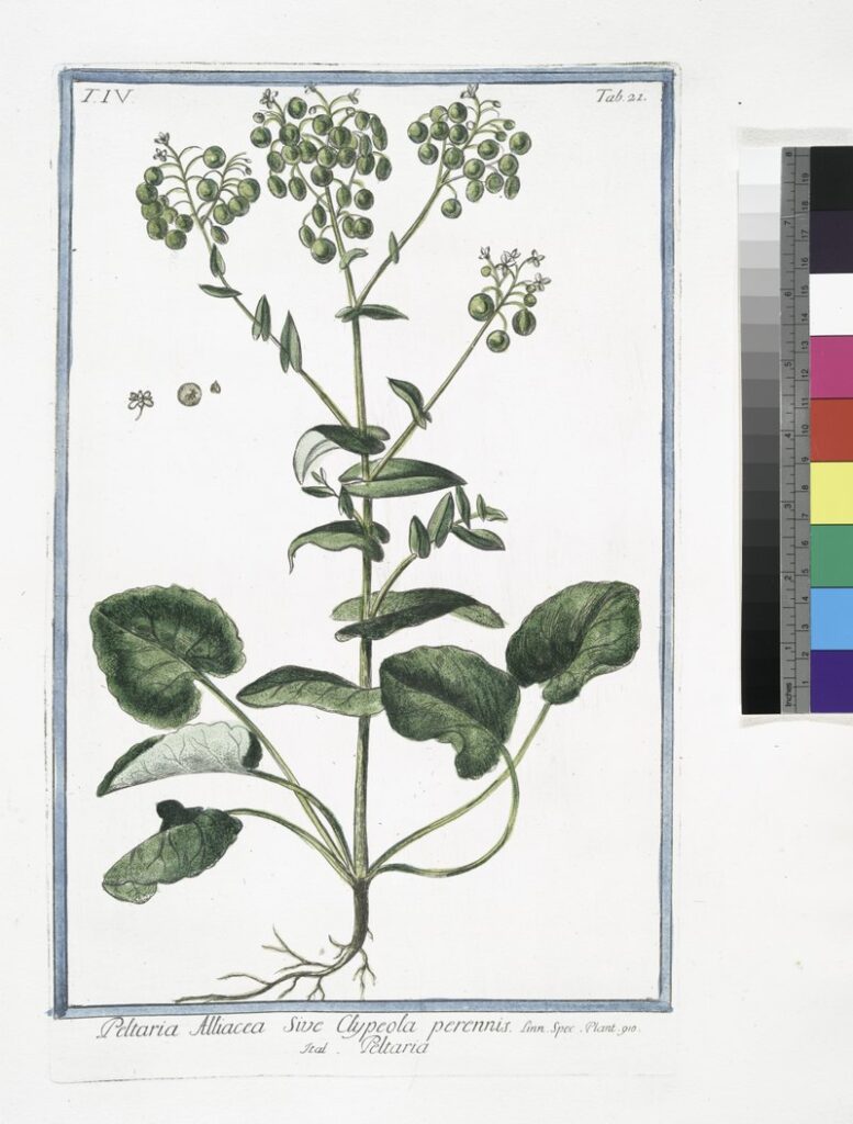 Peltaria alliacea