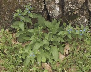 Pentaglottis sempervirens