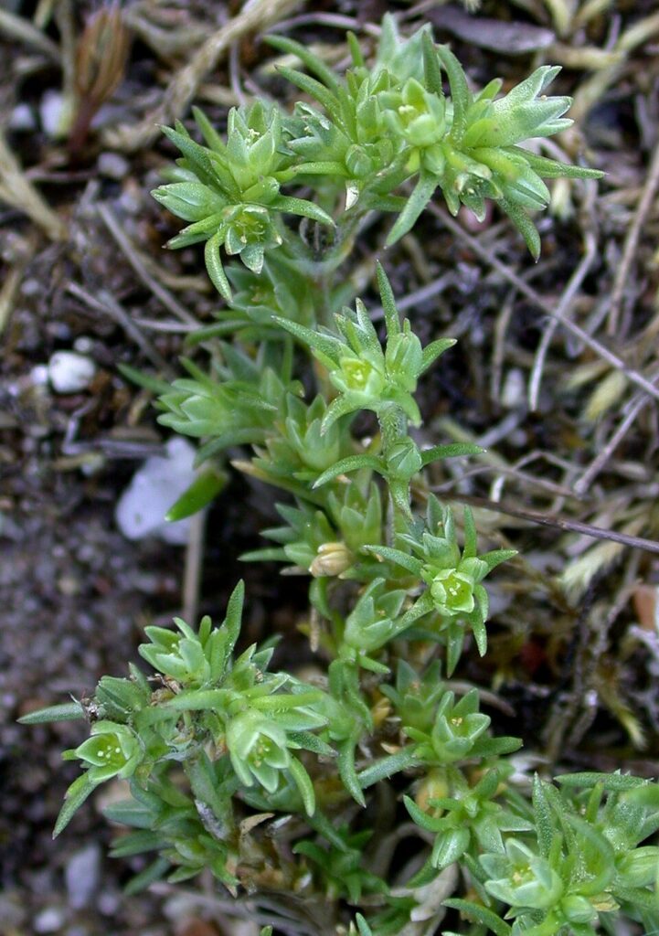 Scleranthus perennis subsp. prostratus