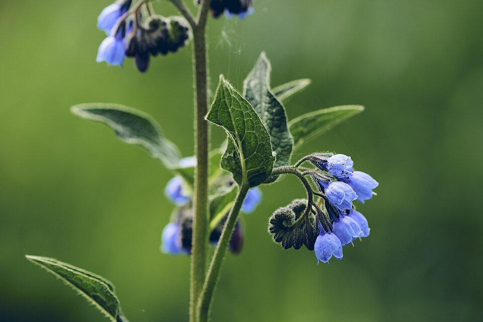 Symphytum asperum