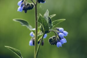 Symphytum asperum