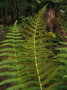 Thelypteris limbosperma