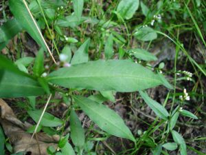 Persicaria dubia