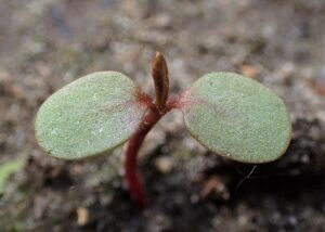 Persicaria hydropiper