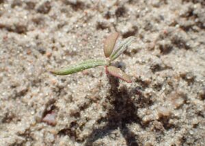 Persicaria lapathifolia