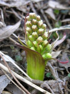 Petasites spurius