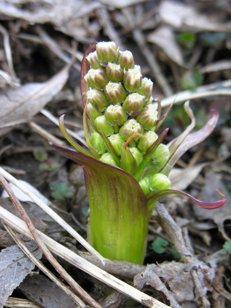 Petasites spurius