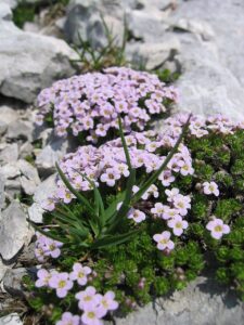 Petrocallis pyrenaica