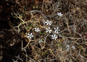 Petrorhagia candica