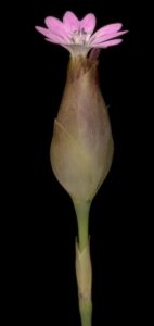 Petrorhagia dubia
