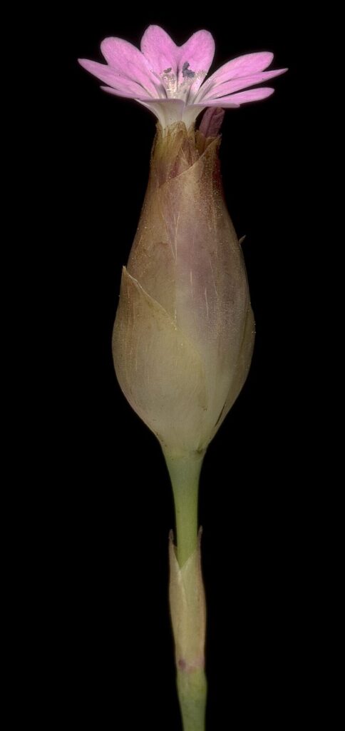 Petrorhagia dubia
