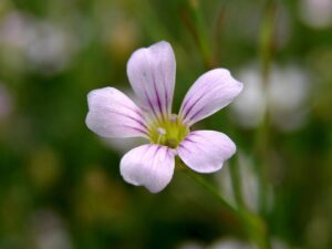 Petrorhagia saxifraga subsp. saxifraga