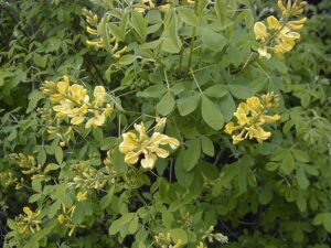 Petteria