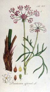 Peucedanum officinale subsp. officinale