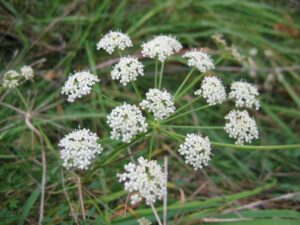 Peucedanum oreoselinum