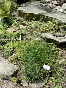 Peucedanum ruthenicum