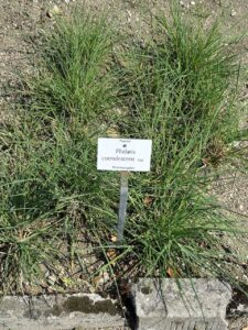 Phalaris coerulescens