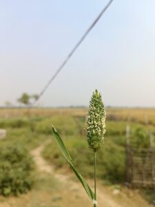 Phalaris minor
