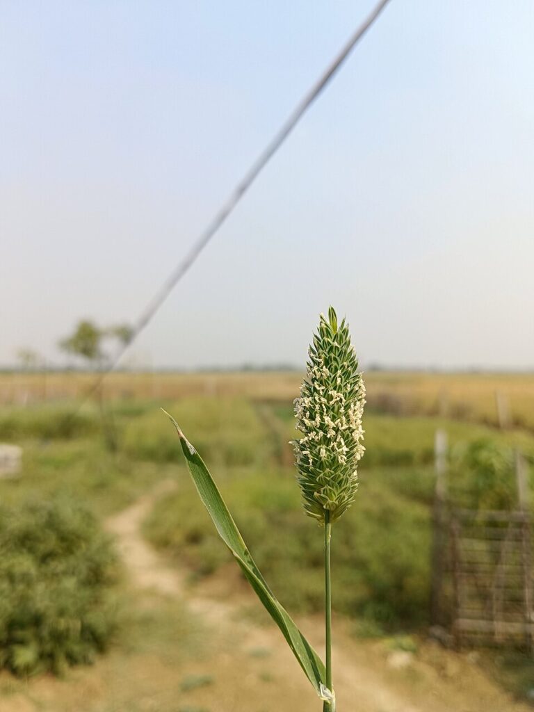 Phalaris minor