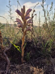 Phelipanche arenaria