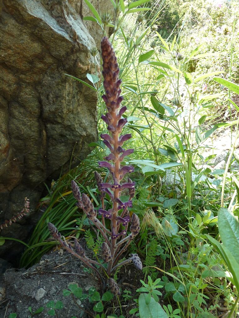 Phelipanche lavandulacea