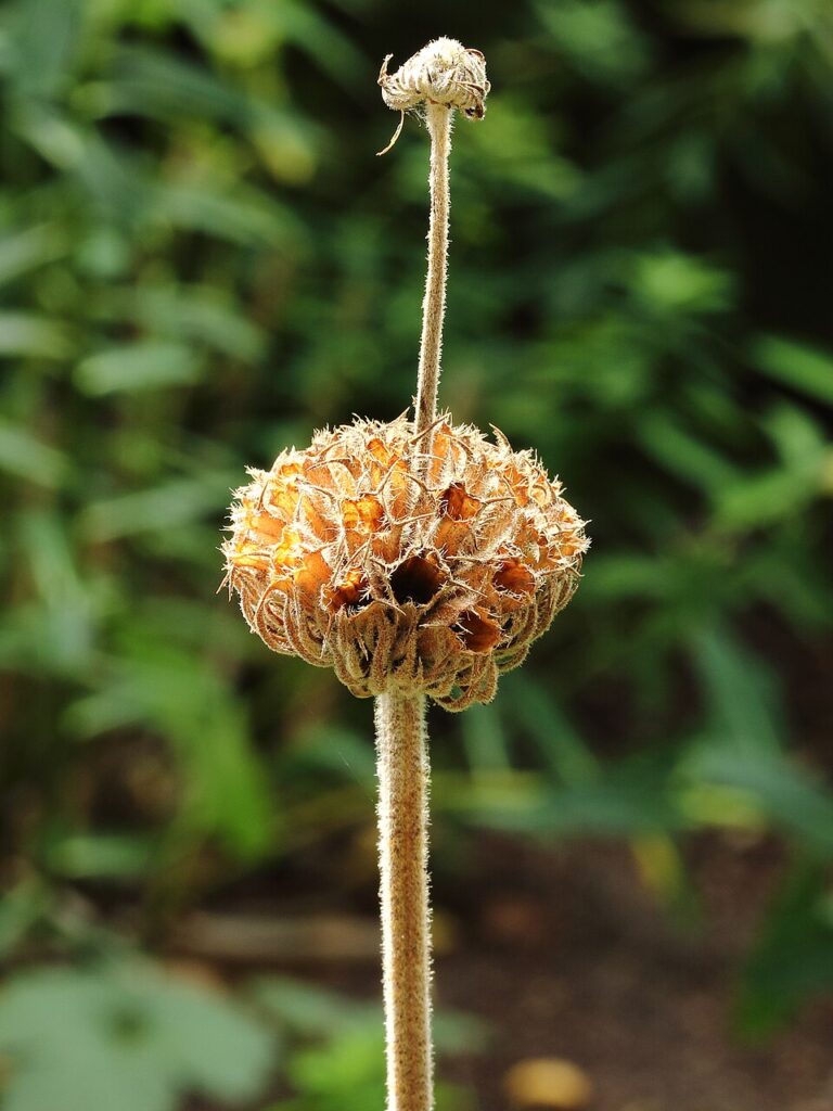 Phlomis russeliana