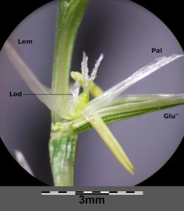 Pholiurus pannonicus