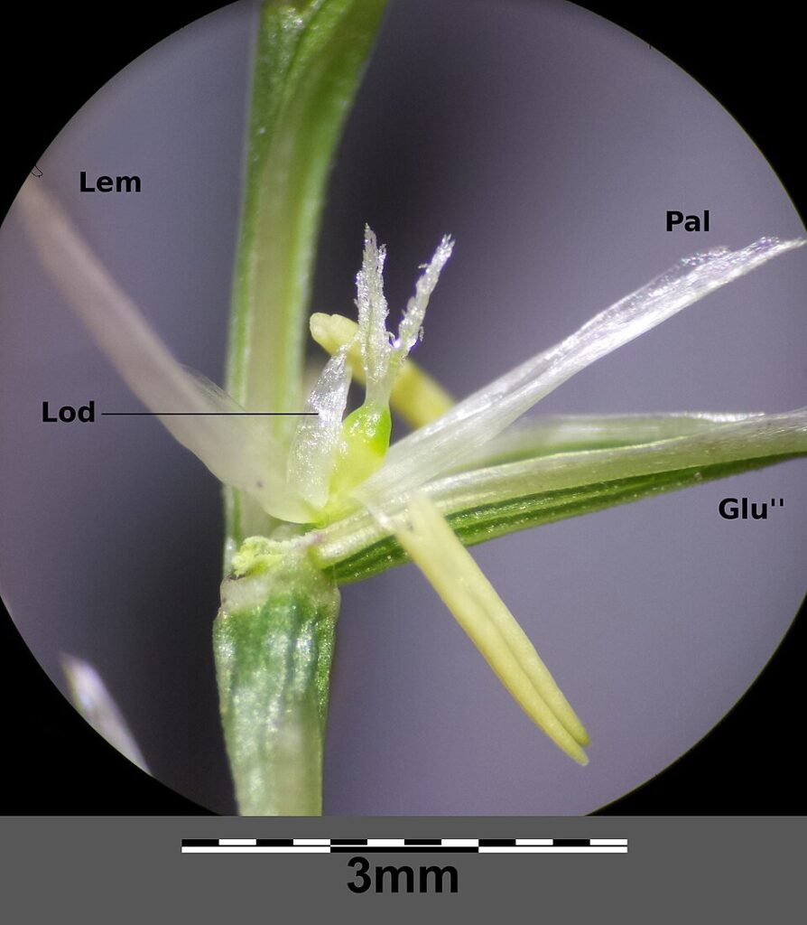 Pholiurus pannonicus