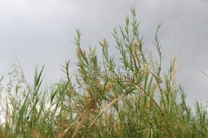 Phragmites frutescens